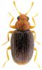 Melanophthalma fuscipennis